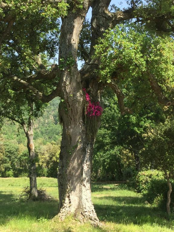 Гостевой дом Agriturismo Colle Donatucci Кастаньето-Кардуччи Номер фото